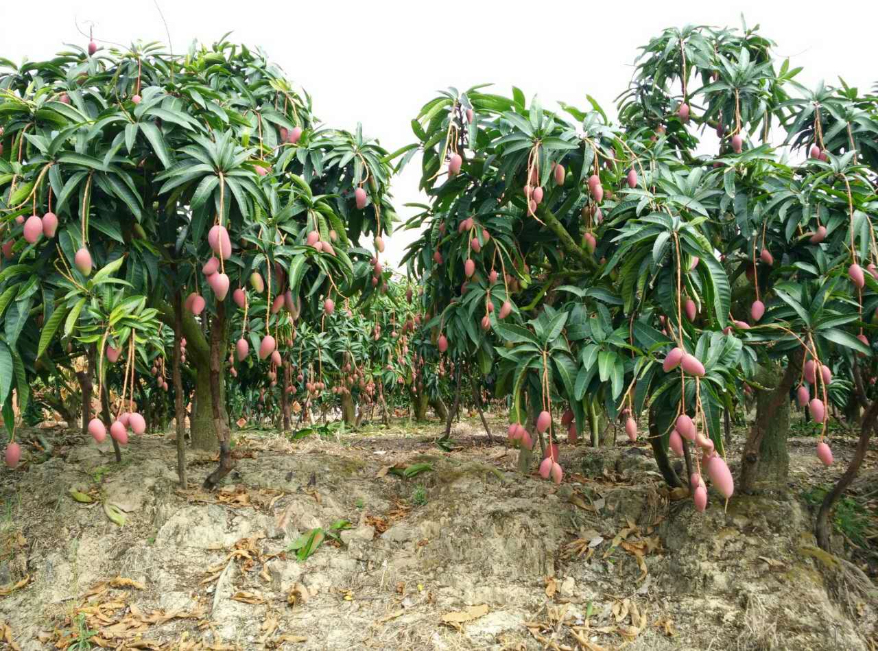 小暑开启芒果季 但“芒果之乡”最有名的品种今年要减产|百色市_新浪新闻